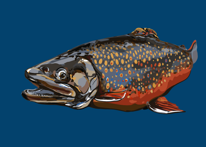 Illustration of a Coaster Brook Trout.